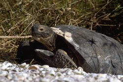 250px-Gopher tortoise (Gopherus polyphemus), Florida, United States.jpg
