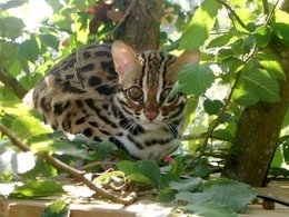 260px-Leopard cat 2.jpg.jpeg