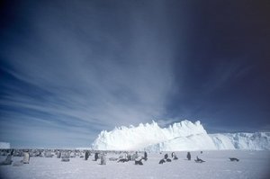 300px-Emperor Penguin5.jpg