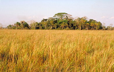 Beni-biological-station--bolivia.jpg