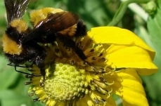 Sonoran Bumblebee