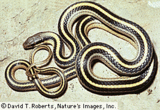 160px-Mountain patch-nosed snake.gif