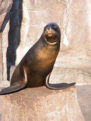 South American Sea Lion 1.jpg