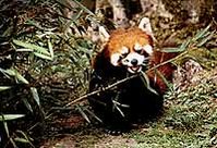 199px-Red panda.jpg