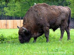 250px-Bison.jpg