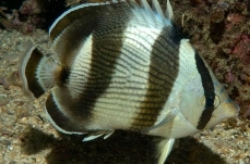 Banded butterflyfish