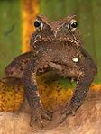 149px-Unnamed toad.jpg