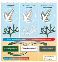 200px-EHP 2 stages of coral stress.jpg