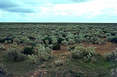 Western-nullarbor-plain--australia.jpg