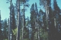 Alerce trees, Lenca, Chile1343874277.jpg