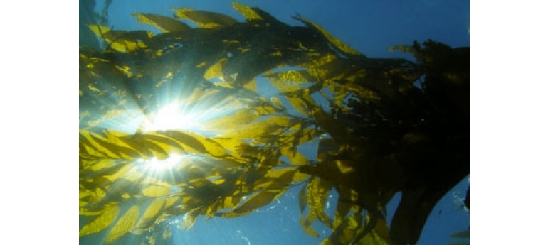 Giant Kelp NSF-StuartHalewood.jpg