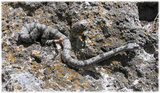 160px-Rock rattlesnake.jpg