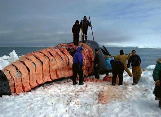 320px-Figure11.15 bowhead whale harvest alaska.JPG