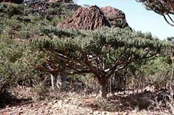 249px-Socotra island yemen.jpg