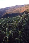 145px-Usambara Mountains.jpg