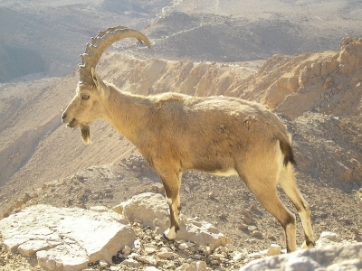 Nubian-ibex-in-negev.jpg