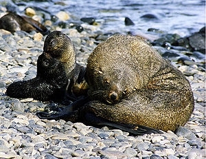 300px-Fur seals at south georgia.jpg.jpeg