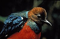 199px-Red bellied pitta.jpg