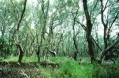 Tivives, Costa Rica (Photograph by Linda Farley).jpg