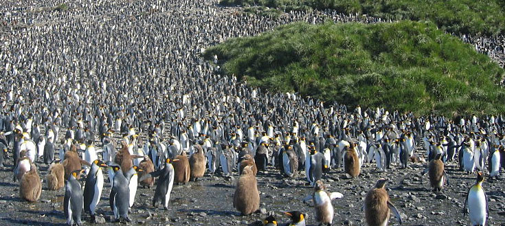 King-penguins.jpg