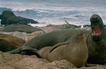 150px-Northern Elephant Seal.jpg