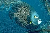 Queen angelfish. Source: Reef Fish Identification, New World Publications © 1994.
