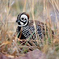 200px-Montezuma quail.jpg