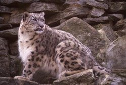 249px-Snow leopard (Panthera uncia).jpg