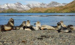 250px-GEO4 ch6 Antarctic fur seals.jpg