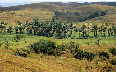 Cajari-reserve--amapa--brazil.jpg