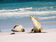 190px-Australian Sea Lion 1.jpg