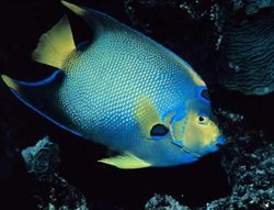 250px-Queen angelfish.jpg