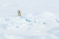 Arctic Sea-Ice, Polar Bear Habitat and...