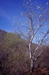 250px-Near los mochis.jpg