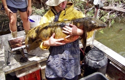 Australian-lungfish-record--400x256-.jpg