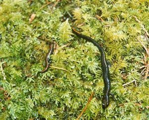 300px-Na0516 del nortes salamander.jpg