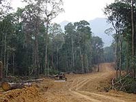 Forest destruction is the single biggest threat to biodiversity in the Sundaland Hotspot, due to commercial logging and expansion of rubber and oil palm plantations. (Source: © <a href=%27http_/www.conservation.org/Pages/default.aspx/%27.html class='external text' title='http://www.conservation.org/Pages/default.aspx/' rel='nofollow'>Conservation International</a>, photo by Jim Sanderson)