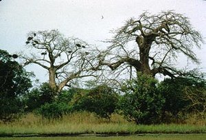 300px-Gambia River, Gambia.jpg