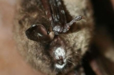 Bats' White-Nose Syndrome