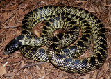 160px-Lampropeltis getula.jpg