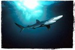 150px-Blue Shark.jpg