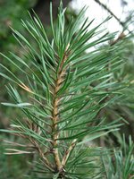 200px-Scots Pine.JPG