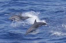 Marine life and fisheries in the Gulf of Mexico