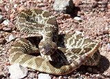 160px-Mojave rattlesnake.jpg