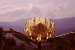 249px-Protea flower.jpg