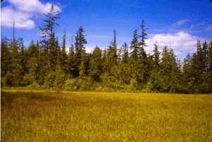 300px-Hoh River Bog Washington State.gif