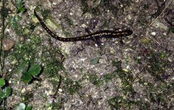 249px-Caucasian Salamander (Mertensiella caucasica), Georgia.jpg