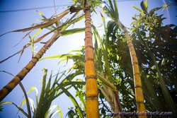 250px-Sugarcane.jpg