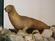 190px-Japanese sea lion 1.JPG