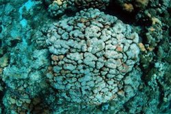 250px-Centuries-old coral.jpg